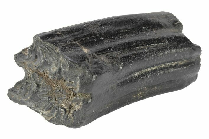 Pleistocene Aged Fossil Horse Tooth - South Carolina #247907